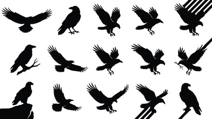 Obraz premium Birds of prey silhouettes set showing flying landing perched poses isolated on white background powerful wildlife nature vector illustration collection