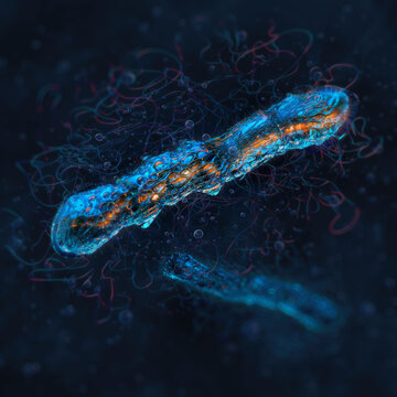 Clostridium bacteria. Gram-positive, spore-forming bacilli. Rod-shaped pathogens with surrounding filaments (flagella), spores. Bacterial toxins, infectious diseases: C. difficile, tetanus, botulism