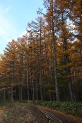 秋の上高地　カラマツの紅葉