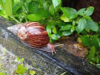 close up of a land snail (Lissachatina fulica) walking slowly on dry wood © Sigit