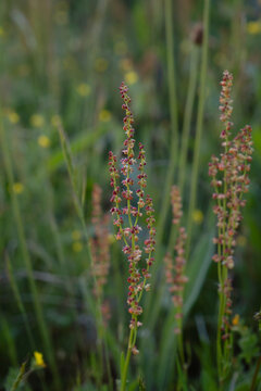 Red sorrel (Rumex acetosella) female flowers