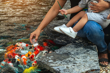 Hands of young woman and her child holding together with milk bottle feeding school of Japanese carp fish. Family sitting on waterfront and feeding many fancy Koi carp swimming in japanese style pond.