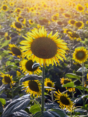 Agricultural field with yellow sunflowers. Field of sunflower bloom in rural area. Bright sunny flower. farming, vegetable garden, field, growing seeds for oil. health benefits, farmland, agrarian