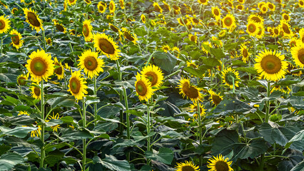 Agricultural field with yellow sunflowers. Field of sunflower bloom in rural area. Bright sunny flower. farming, vegetable garden, field, growing seeds for oil. health benefits, farmland, agrarian