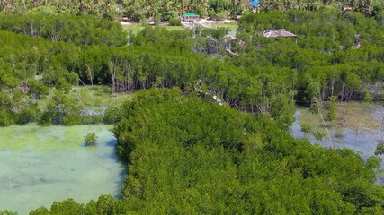 Mangrove forest coastline aerial