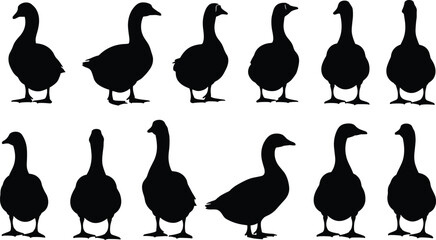 Goose Silhouette Collection in Multiple Standing Poses, Farm and Wildlife Bird Illustration Set Isolated on White Background © Nayan