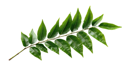 A vibrant, close-up photograph showcasing a delicate plant branch with glossy green leaves