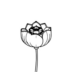 ​Dried lotus seed pod, black line art, white backg