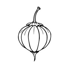 ​Physalis lantern fruit, black line art, white bac