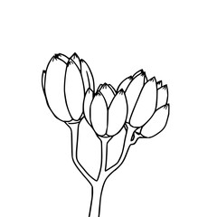 ​​​​​​​​​​​Eucalyptus seed pods, black line art, w