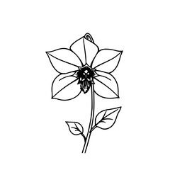 ​​​​​​​​​Hellebore flower sketch, black line art,