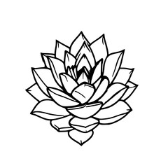 ​Succulent echeveria plant, black line art, white