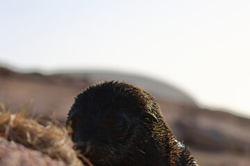 fur seal