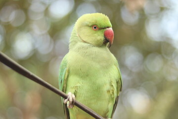 Obraz premium red and green parrot HD Image