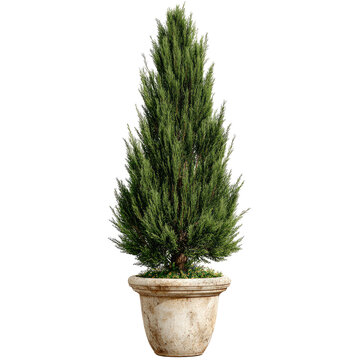 Tall, elegant, evergreen topiary tree in a decorative, weathered, stone-like planter