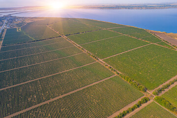 Sunlit vineyards by the lakeshore