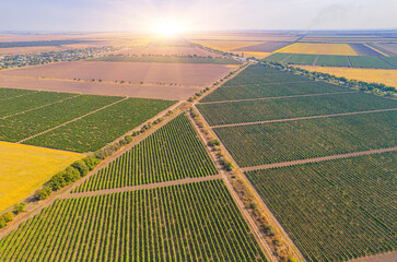 Sunlit geometric farmlands and vineyards