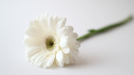 A close-up shot of a single white flower showcasing delicate petals, perfect for floral designs, greeting cards, or wellness blogs highlighting purity and simplicity,