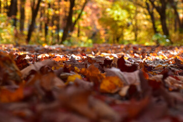 A country road in autumn, Sainte-Apolline, Qu&eacute;bec, Canada
