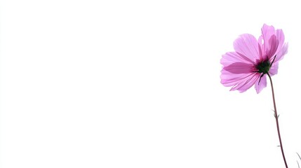 A delicate pink flower stands gracefully against a minimalistic white background, ideal for themes of nature, beauty, or tranquility in marketing, blogs, or art projects,