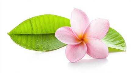 A close-up of a pink flower resting on green leaves, adorned with water droplets, perfect for wellness, beauty, or nature-related projects, Ideal for backgrounds, promotional materials, or decor,
