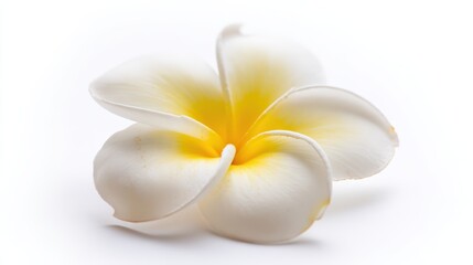 A close-up of a white and yellow flower with delicate petals on a soft background, perfect for use in beauty, wellness, or nature-themed designs and marketing materials,