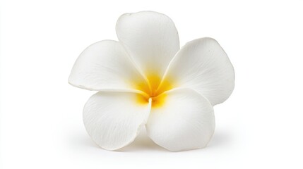 A close-up of a delicate white flower with a yellow center, set against a clean white background, This image is perfect for wellness, beauty, or nature-related projects and marketing materials,