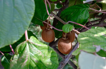 Fresh organic kiwi fruits growing on a vine in a sunny orchard. Close up of fuzzy brown kiwis...