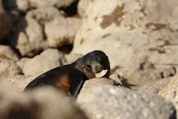 fur seal