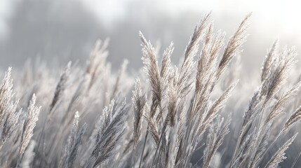 Fototapeta premium Whispering Fields: Close-up of delicate grasses swaying gently in the wind, a scene of tranquility and natural beauty, evoking a sense of calm and serenity.