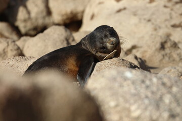 fur seal