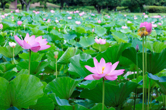 View of the beautiful lotus garden flowers blooming in the pond.