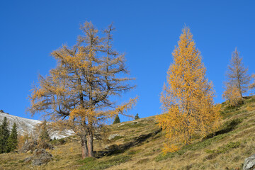 Fototapeta premium Golden larches glowing in autumn alpine landscape. Golden larch trees show vibrant fall colors on a mountain slope under a clear blue sky. Sample image for seasons.