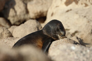 fur seal