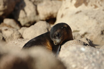 fur seal