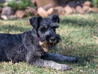 Schnauzer with a bone