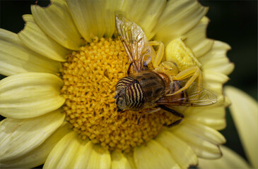 Yellow spider caught a bee