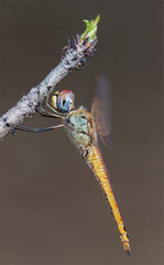 Dragonfly on a twig