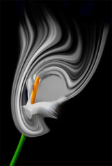 Photo-art of an Arum lily