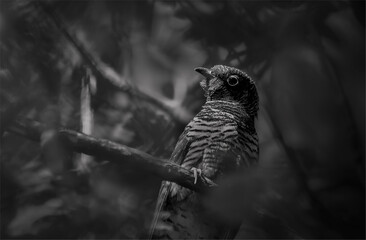 Red-chested cuckoo baby hiding in a tree