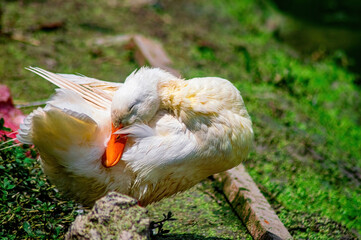 White duck with orange beak preens feathers on green grass near water, captured in a calm nature moment.
