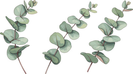 Botanical illustration of eucalyptus branches with rounded greenish-blue leaves and reddish stems for design, decor, and plant identification. © Sahed