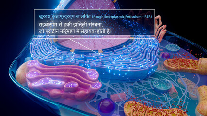 3D illustration of the rough endoplasmic reticulum with ribosomes in hindi