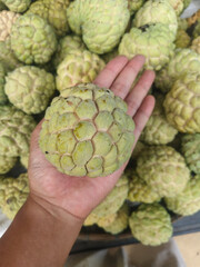 Fototapeta premium op view of fresh sugar apples neatly arranged on fabric. Natural tropical fruit texture, ideal for food, agriculture, market, healthy lifestyle, and organic concept photography.