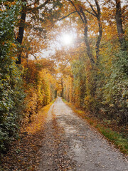 Autumn Forest Path with Golden Foliage and Sunlight