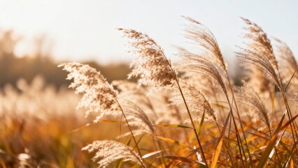 Reed plants in sunlight