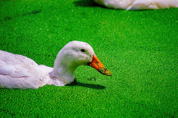 White duck with orange beak grooms feathers on mossy ground near water, captured in a peaceful nature close up.