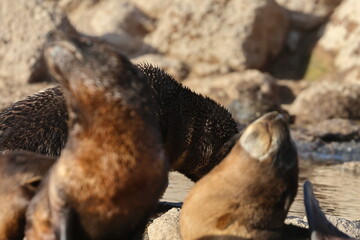 fur seal