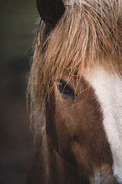 View of a horse's face with a striking brown coat and blonde mane, its dark eye reflecting the soft daylight, South Iceland, Iceland.