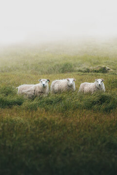 View of three fluffy sheep stand in a field of green and brown grass, shrouded in soft mist, creating an ethereal scene, South Iceland, Iceland.